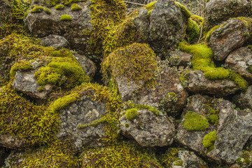 moss on the stones