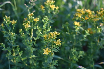 close-up of a flowering plant Hyp&eacute;ricum perfor&aacute;tum on a summer meadow, on a soft blurry background of green leaves and grass
