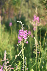 Flowering plants Ivan angustifolia tea on a summer meadow on a softly blurred background of pink flowers and green leaves
