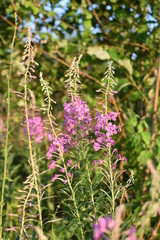Flowering plants Ivan angustifolia tea on a summer meadow on a softly blurred background of pink flowers and green leaves