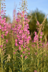 Obraz premium close-up of a flowering plant Ivan angustifolia tea on a summer meadow on a softly blurred background of pink flowers and green leaves