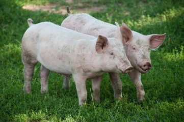 portrait of two free piglets in a meadow