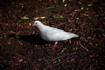 White dove