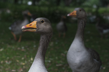 Amsterdam Geese