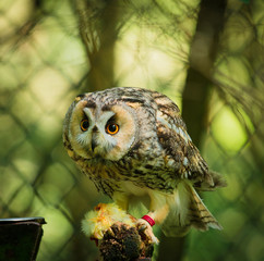 Uhu Jungvogel mit Beute im Wald