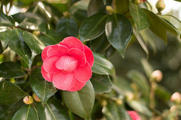 pink solo flower