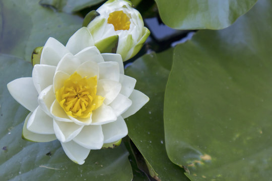nymphaea virginalis in the backlight at sunset in the botanical garden
