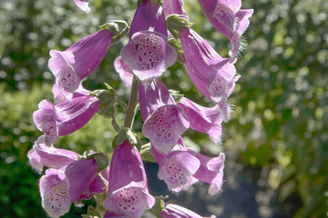 the Flowering Digitalis purpurea or common purple foxglove in garden © elenarostunova