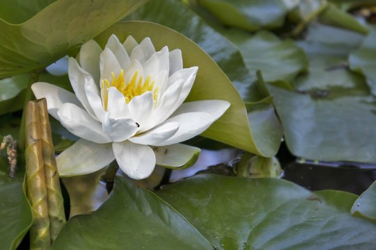 nymphaea virginalis in the backlight at sunset in the botanical garden
