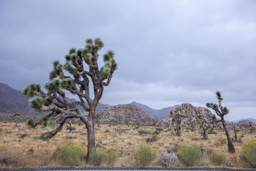 Rainy day in Joshua Tree National Park