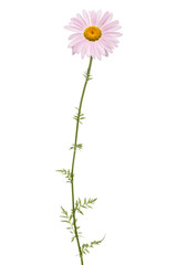 Flowers of pyrethrum, isolated on white background