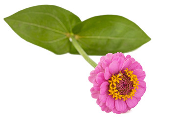 Flower of zinnia, isolated on white background