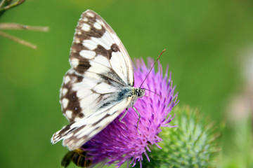 Butterfly on a thistle
