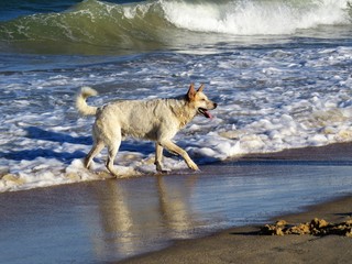 c&atilde;o na praia