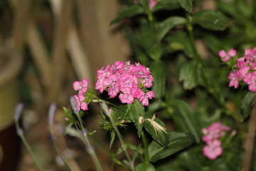 small pink flowers in bloom