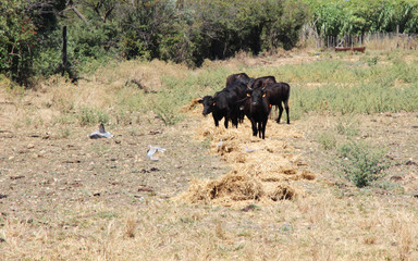  Herd of bulls, Camargue