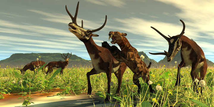 Kyptoceras attacked by Saber-toothed Cat - A Saber-toothed Cat comes out of high vegetation to attack a Kyptoceras deer during the Pleistocene Period.