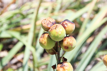 Plant in mountains, France