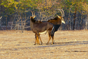 Male sable antelope (Hippotragus niger) with magnificent horns, South Africa