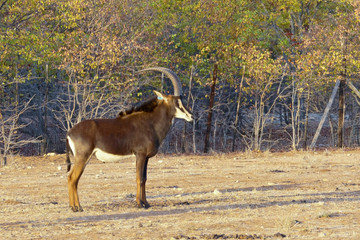 Male sable antelope (Hippotragus niger) with magnificent horns, South Africa © dr322
