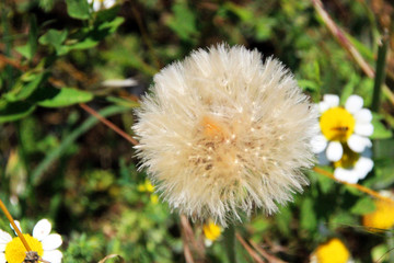 White dandelion in a field