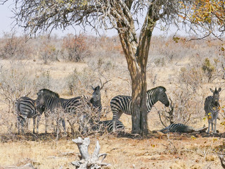 Fototapeta premium Zebra in Mapungubwe National Park, Africa