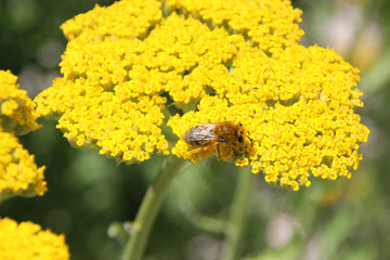 Insect on a big yellow flower, Provence