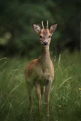 Tuinposter roe deer in a field © Jeremy