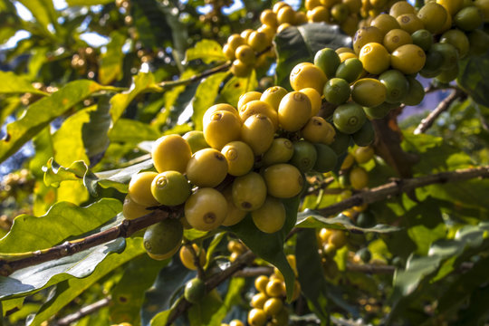 Coffee field in S&atilde;o Paulo State, Brazil