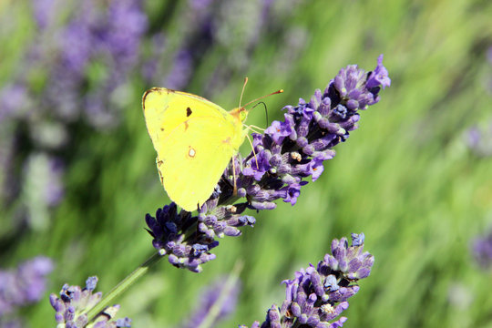Beautifuf butterfly on lavender, Provence