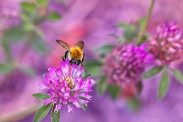 Gartenblumen in Lila mit Hummel als Makro