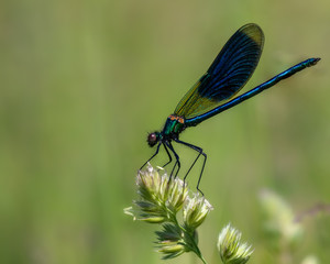 Gebänderte Prachtlibelle (Männchen) auf Gras