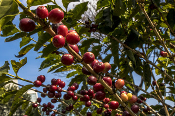 Coffee field in São Paulo State, Brazil