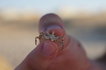 crab