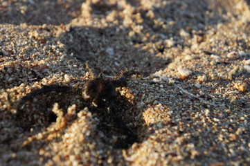 starfish