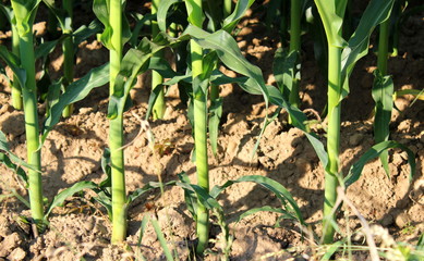 Agricoltura - campo di pannocchie 