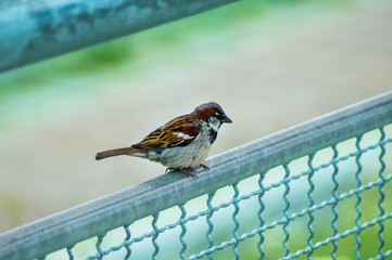 Kleiner  Spatz auf einem Gel&auml;nder