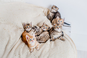 Schöne Bengal Kätzchen