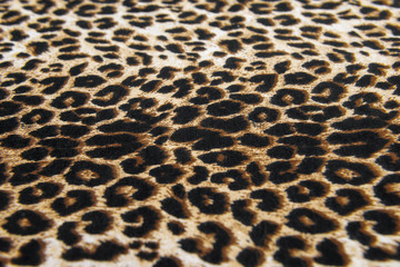 wild animal pattern background or texture