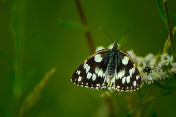 Schmetterling in schwarz weiß auf einer weißen Blume