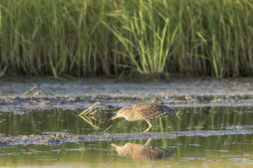 Joven Martinete (Nycticorax Nycticorax) reflejado en el agua de una laguna