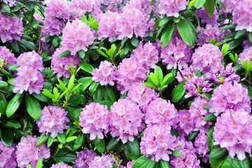 close-up of rhododendron Bush