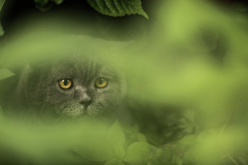 tom mail british scottish cat close up photo in green grass outdoor summer portrait