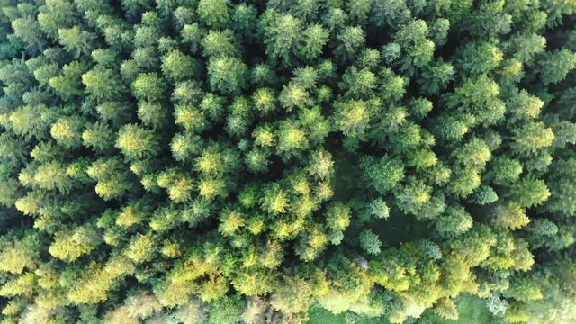 aerial top view of beautiful green forest in summer sunny day green tourism wild freshness planet ecosystem deforestation problems environmental natural resources management wood renewable resources
