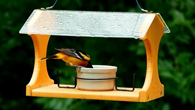 Baltimore Oriole eating grape jelly on a bird feeder - two clips