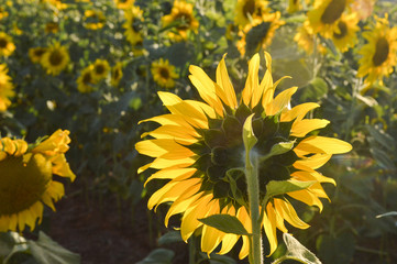 costas de um Girassol olhando para o campo flores
