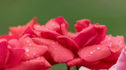 Roses covered in raindrops