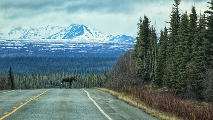 A Loose Moose on the Alcan in the Yukon - obrazy, fototapety, plakaty