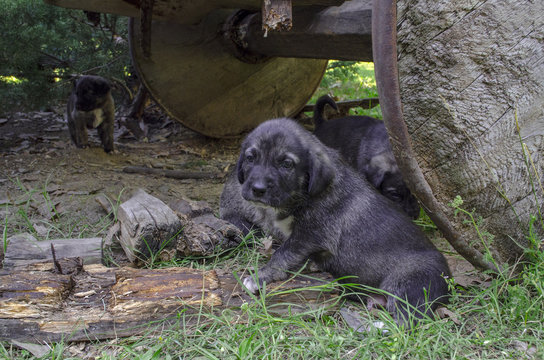 yavru k&ouml;pek
