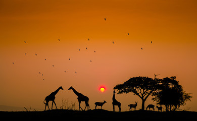 Silhouettes giraffes and deer herds in the meadow and birds in the sky at sunrise.